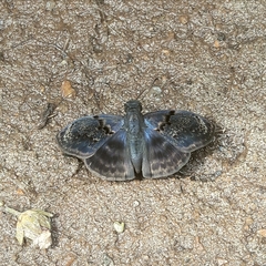 Chiomara mithrax