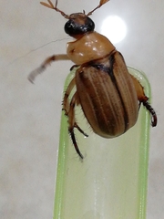 Scarabaeidae