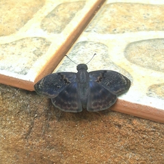 Chiomara mithrax