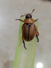Scarabaeidae