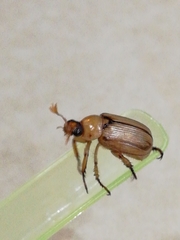 Scarabaeidae