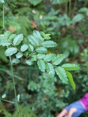 Ventilago elegans