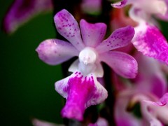 Aerides maculosa
