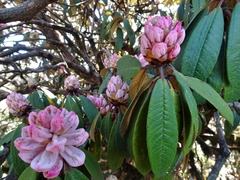 Rhododendron hodgsonii