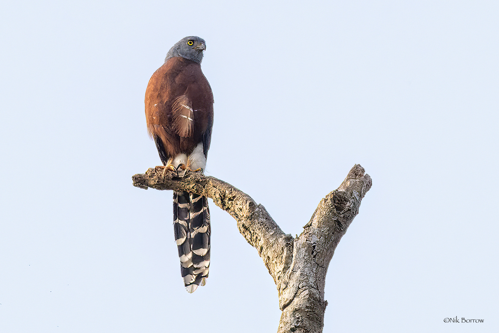 Long-tailed Hawk photo
