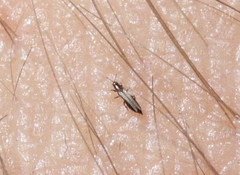 Thripidae
