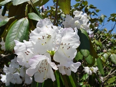 Rhododendron wallichii