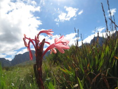 Watsonia tabularis