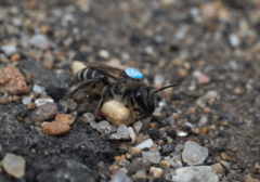 Colletes validus