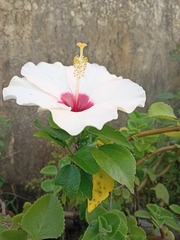 Hibiscus