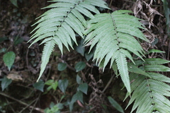 Sphaerostephanos heterocarpos