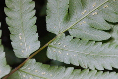 Sphaerostephanos heterocarpos