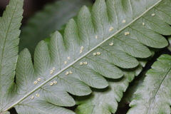 Sphaerostephanos heterocarpos