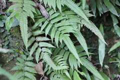 Sphaerostephanos heterocarpos