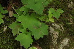 Ranunculus cappadocicus