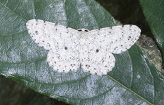 Catoria sublavaria