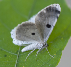 Catoria sublavaria