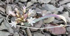 Allium falcifolium