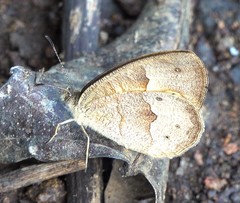 Heteropsis comorensis