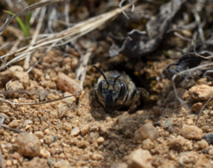 Colletes validus