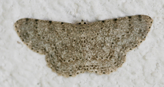 Catoria sublavaria