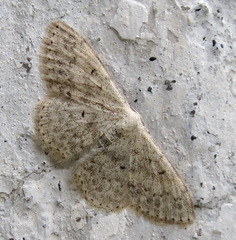 Scopula marginepunctata