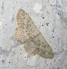 Scopula marginepunctata