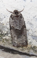 Pseudeulia asinana