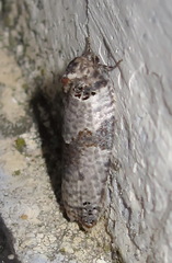 Pseudeulia asinana
