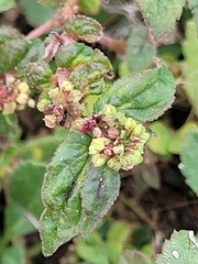 Euphorbia hirta image