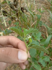 Solanum fernandesii