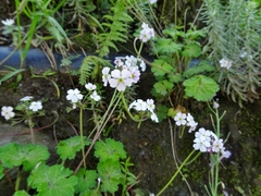 Androsace geraniifolia