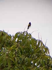 Euplectes capensis crassirostris