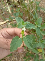 Solanum fernandesii