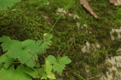 Ranunculus cappadocicus