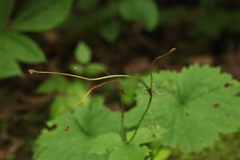 Ranunculus cappadocicus