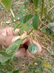 Solanum fernandesii