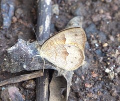 Heteropsis comorensis