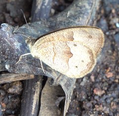 Heteropsis comorensis