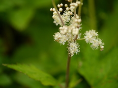 Filipendula vestita