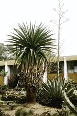 Furcraea longaeva