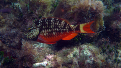 Stoplight Parrotfish photo 2