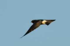 Petrochelidon spilodera