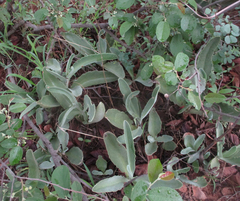 Kalanchoe brachyloba
