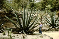 Agave mapisaga