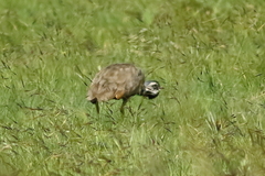 Eupodotis caerulescens
