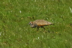 Eupodotis caerulescens