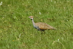Eupodotis caerulescens