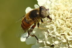 Eristalinus modestus