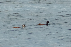 Netta erythrophthalma